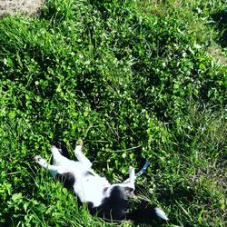 View of cat on field