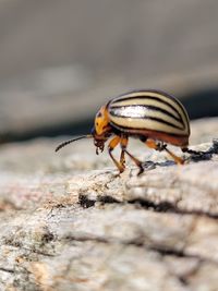 Close-up of insect on wood