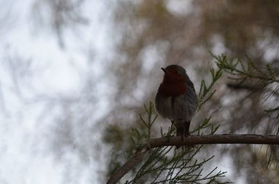 Bird perching on a tree