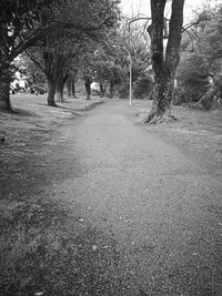 Trees on road