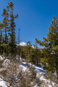 Trees in forest against clear blue sky