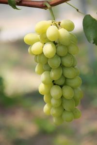 Close-up of grapes growing in vineyard