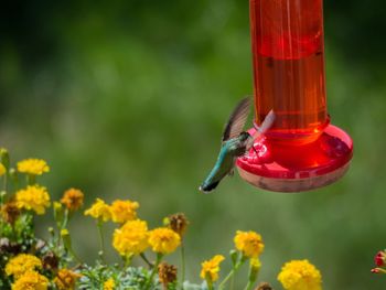 Close-up of bird perching on red feeder