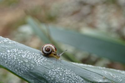 Close-up of snail on leaf