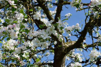 Low angle view of cherry blossoms against sky