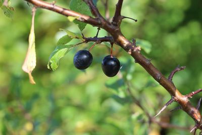 Close-up of berries growing on tree