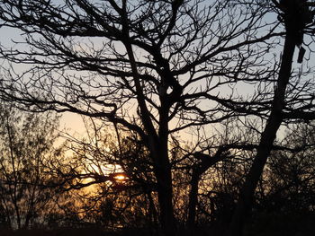 Silhouette bare trees against sky during sunset