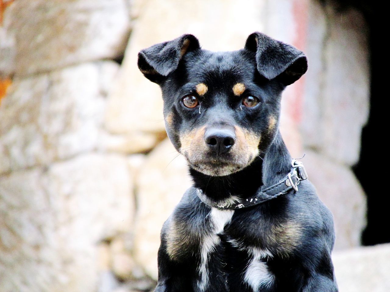 pets, animal themes, one animal, domestic animals, dog, mammal, portrait, looking at camera, focus on foreground, black color, close-up, animal head, sitting, no people, front view, pet collar, selective focus, black, day