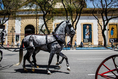 Horses on street