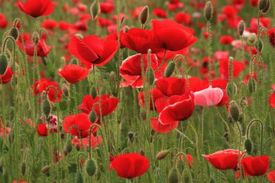 Red poppy flowers blooming on field