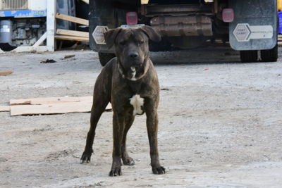 Portrait of dog standing on street