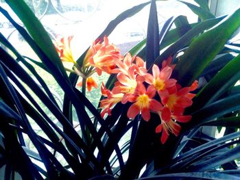 Close-up of flowers blooming on tree