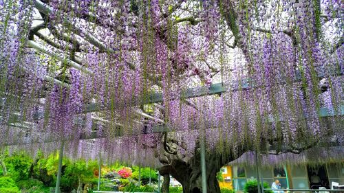 View of cherry blossom tree