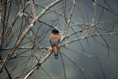 bird