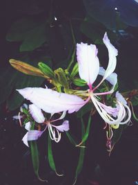 Close-up of flower growing in water