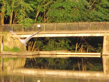 Reflection of bridge on lake