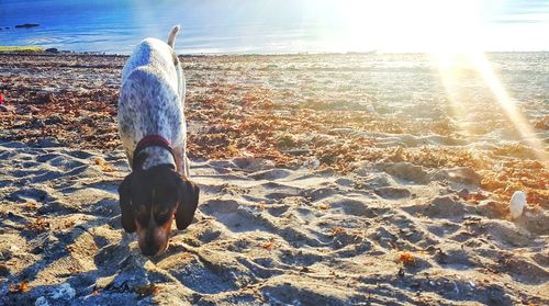 Dog on beach during sunny day