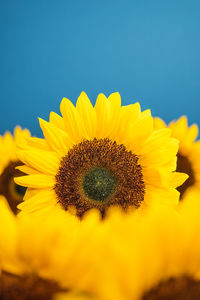 Close-up of sunflower