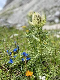 Close-up of purple flowering plant on field