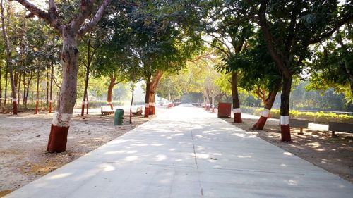 Trees in park against sky