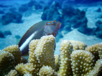 Close-up of fish underwater