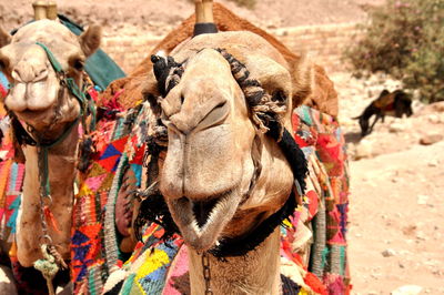 Close-up of camel on field