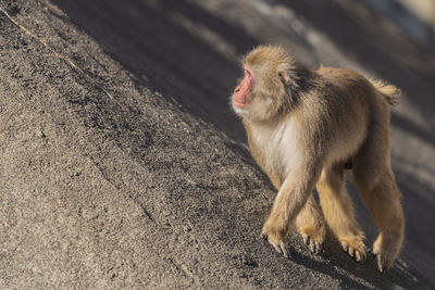 High angle view of monkey sitting