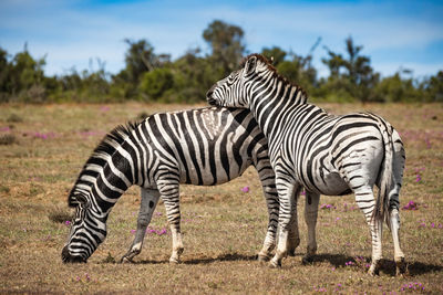 Zebra standing on field