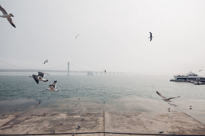 Seagulls flying over sea against sky