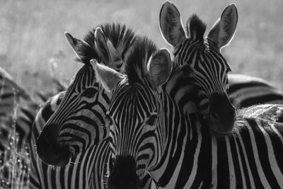 Close-up of zebra on field