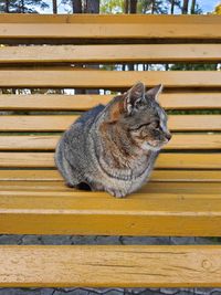 Cat sitting on bench