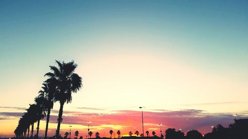 Silhouette of trees during sunset