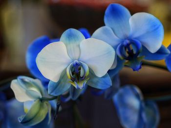 Close-up of blue flowers