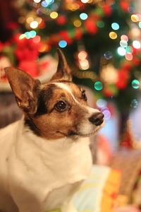 Close-up of dog on christmas 