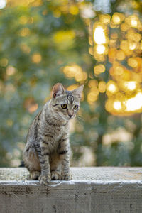 Portrait of cat sitting on retaining wall