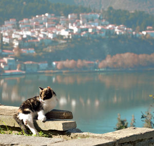 Kitty fall asleep up to  hill  prophet elias in kastoria  and the  town as background