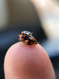 Close-up of ladybug on hand