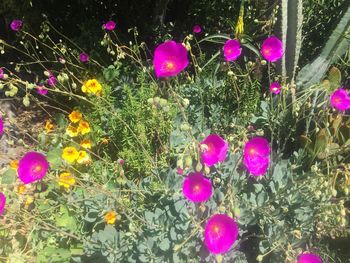 Close-up of pink flowers blooming in field