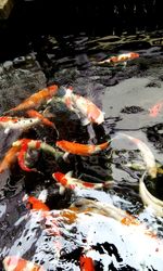 Fish in pond