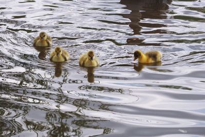 Ducks swimming in lake