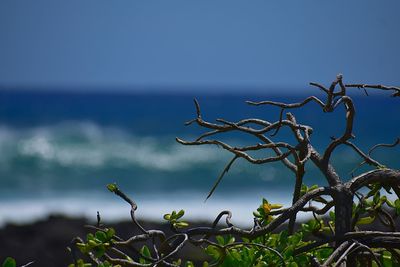 Plant against blue sea