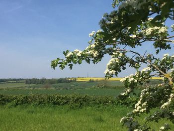 Tree on field against clear sky