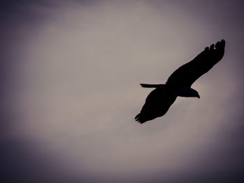 Low angle view of silhouette bird flying in sky