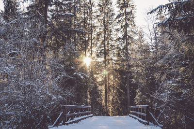 Snow covered trees in forest