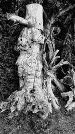 Close-up of tree stump in forest