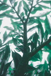 Close-up of wet tree