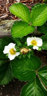 High angle view of white flowering plant