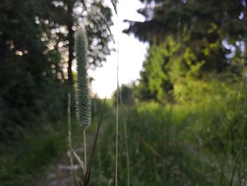 Close-up of fresh green plant in forest
