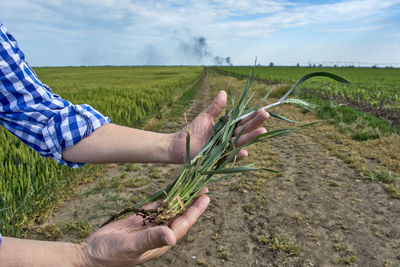 An agronomist or farmer in a field of grain that he controls. 