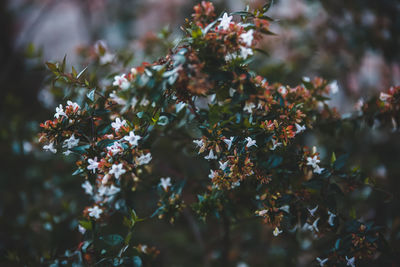 Close-up of purple flowering plant